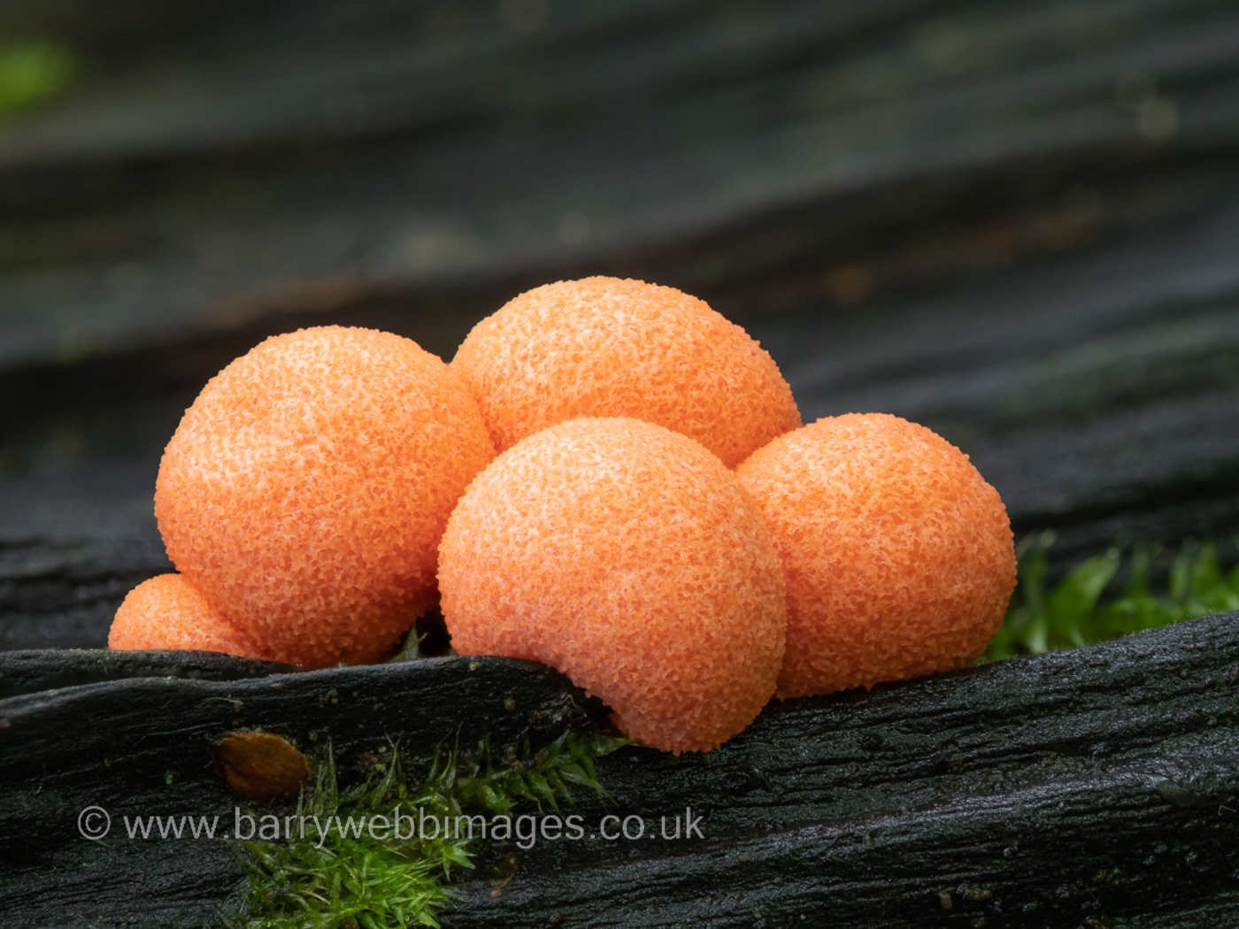 Photo © Barry Webb FRPS Lycogala terrestre complex by Barry Webb FRPS